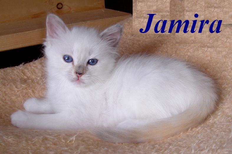 Jamira – Birma (Heilige Birma) Kitten – Foto 3