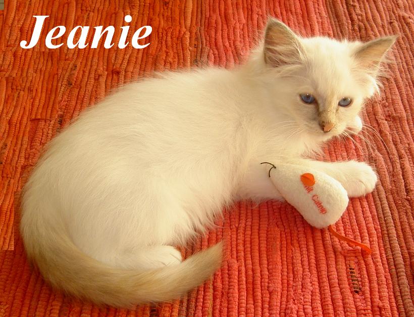 Jeanie – Birma (Heilige Birma) Kitten – Foto 2
