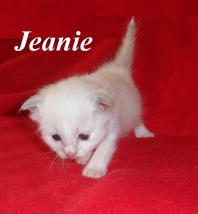 Jeanie – Birma (Heilige Birma) Kitten – Foto 5
