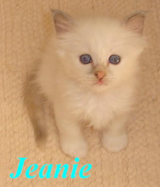 Jeanie – Birma (Heilige Birma) Kitten – Foto 4