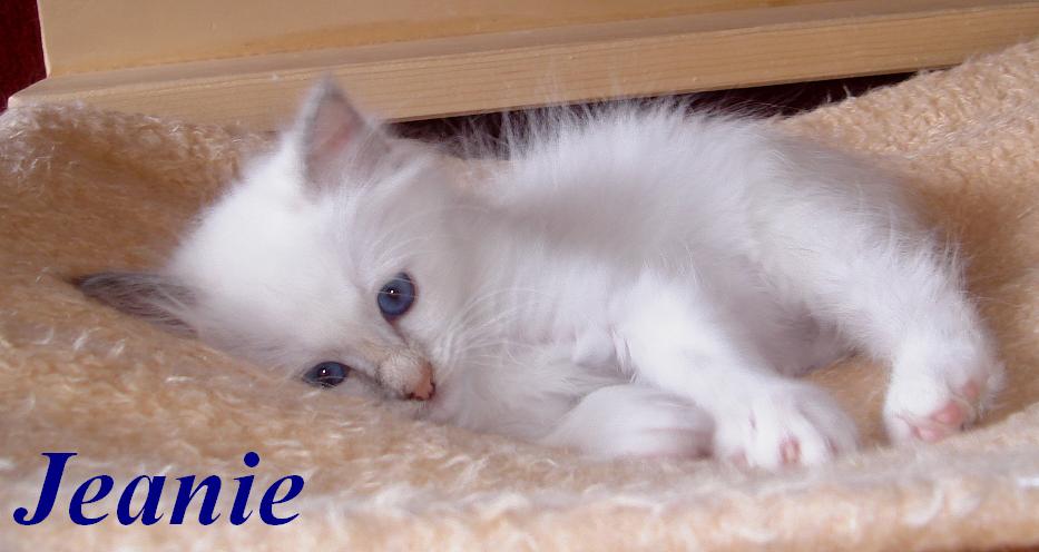 Jeanie – Birma (Heilige Birma) Kitten – Foto 3