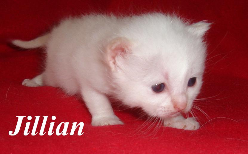 Jillian the cosy One – Chaton Sacré de Birmanie – Photo 5