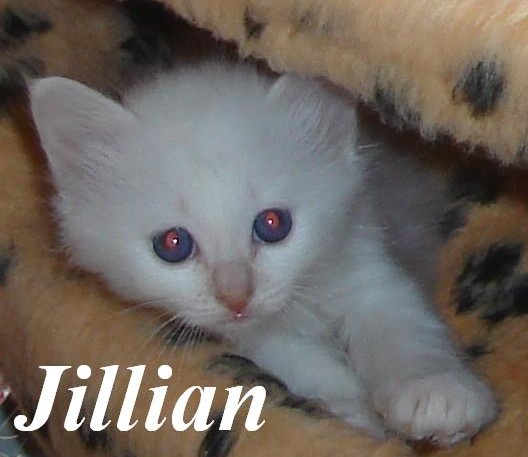 Jillian the cosy One – Chaton Sacré de Birmanie – Photo 4