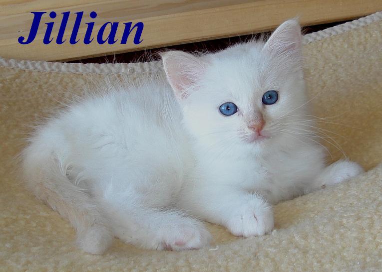 Jillian the cosy One – Chaton Sacré de Birmanie – Photo 3