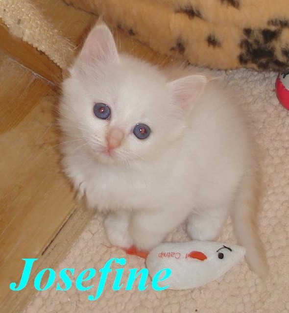 Josefine – Birma (Heilige Birma) Kitten – Foto 3