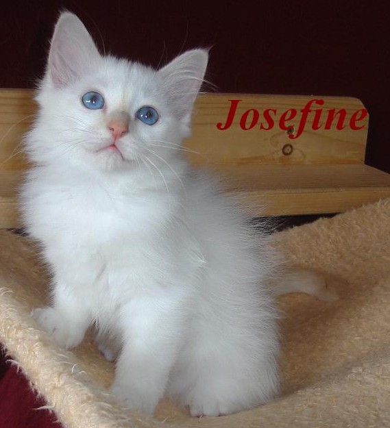 Josefine