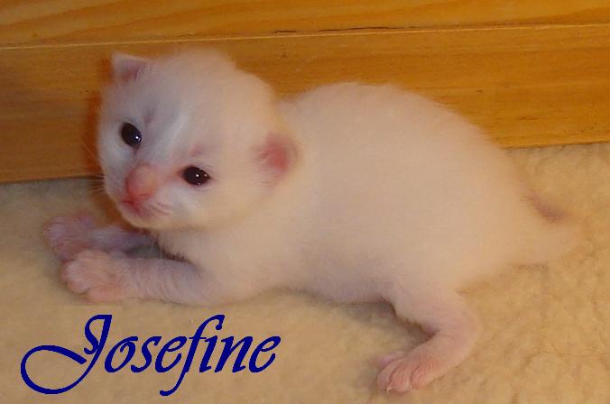 Josefine – Birma (Heilige Birma) Kitten – Foto 5