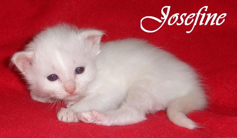 Josefine – Birma (Heilige Birma) Kitten – Foto 4