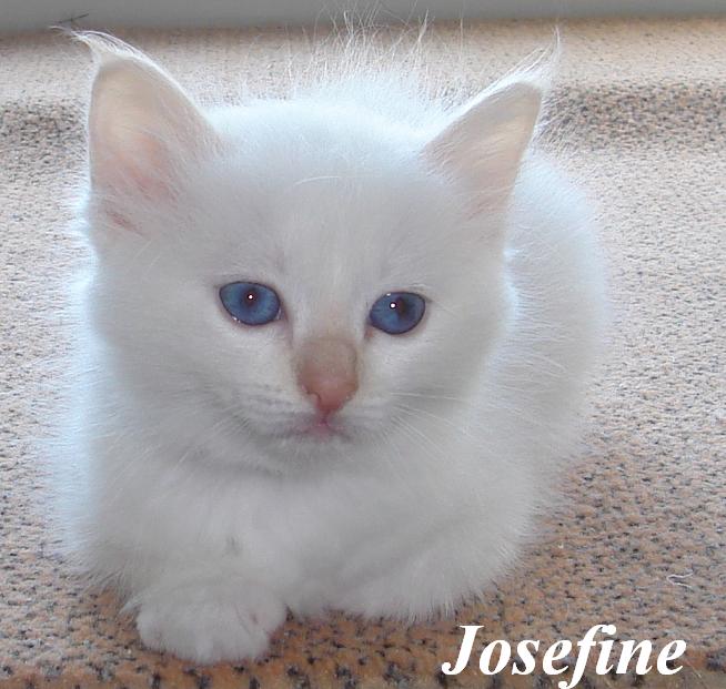 Josefine – Birma (Heilige Birma) Kitten – Foto 2