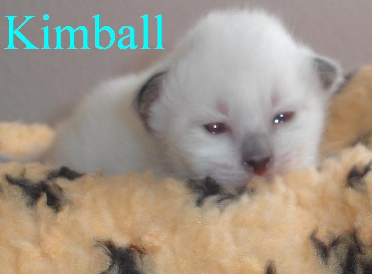 Kimball – Birma (Heilige Birma) Kitten – Foto 5