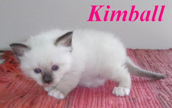 Kimball – Birma (Heilige Birma) Kitten – Foto 4