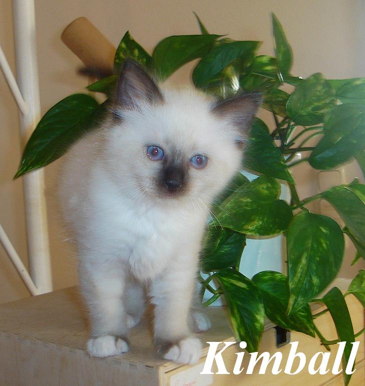Kimball – Birma (Heilige Birma) Kitten – Foto 2