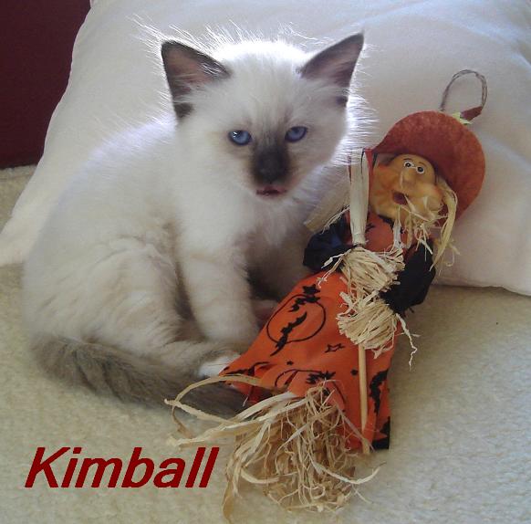Kimball – Birma (Heilige Birma) Kitten – Foto 3