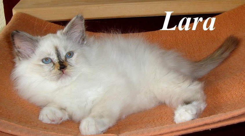 Lara – Birma (Heilige Birma) Kitten – Foto 2