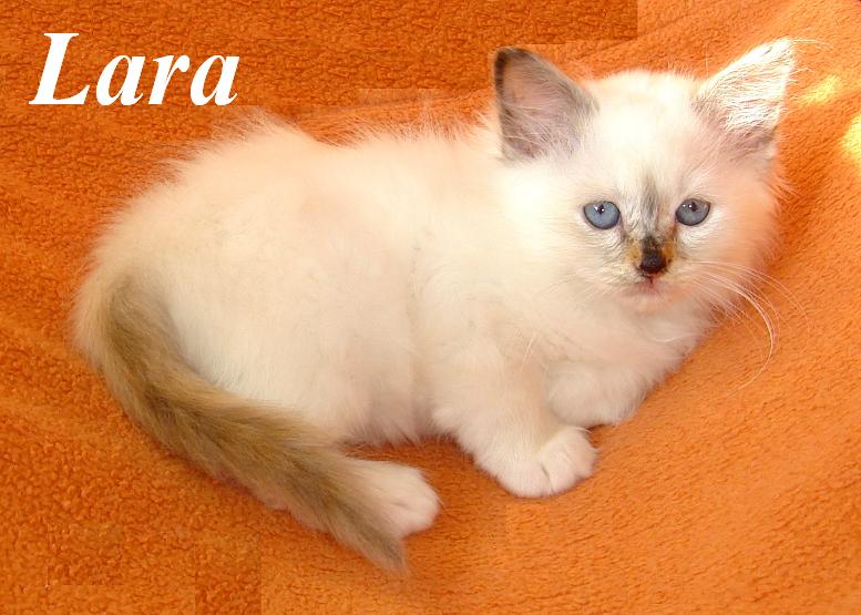 Lara – Birma (Heilige Birma) Kitten – Foto 3