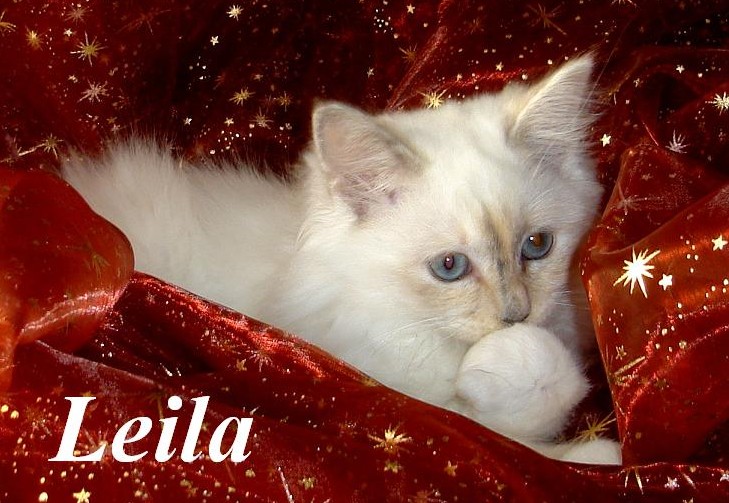Leila
