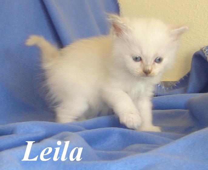 Leila – Birma (Heilige Birma) Kitten – Foto 3