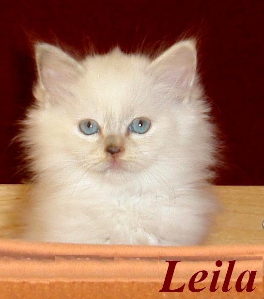 Leila – Birma (Heilige Birma) Kitten – Foto 2