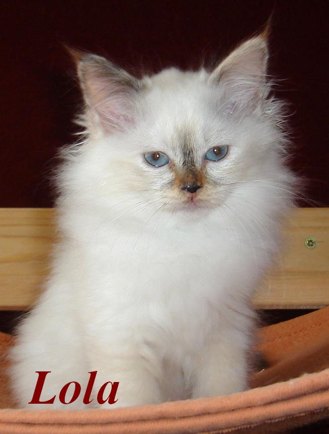 Lola – Birma (Heilige Birma) Kitten – Foto 2