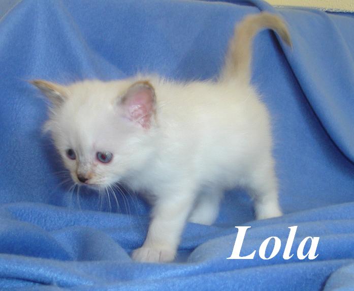 Lola – Birma (Heilige Birma) Kitten – Foto 4
