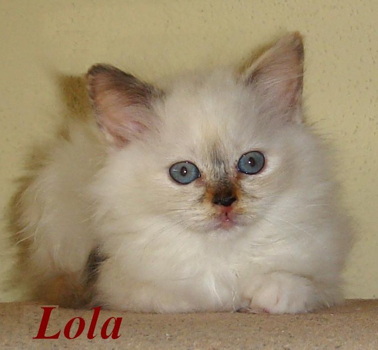 Lola – Birma (Heilige Birma) Kitten – Foto 3