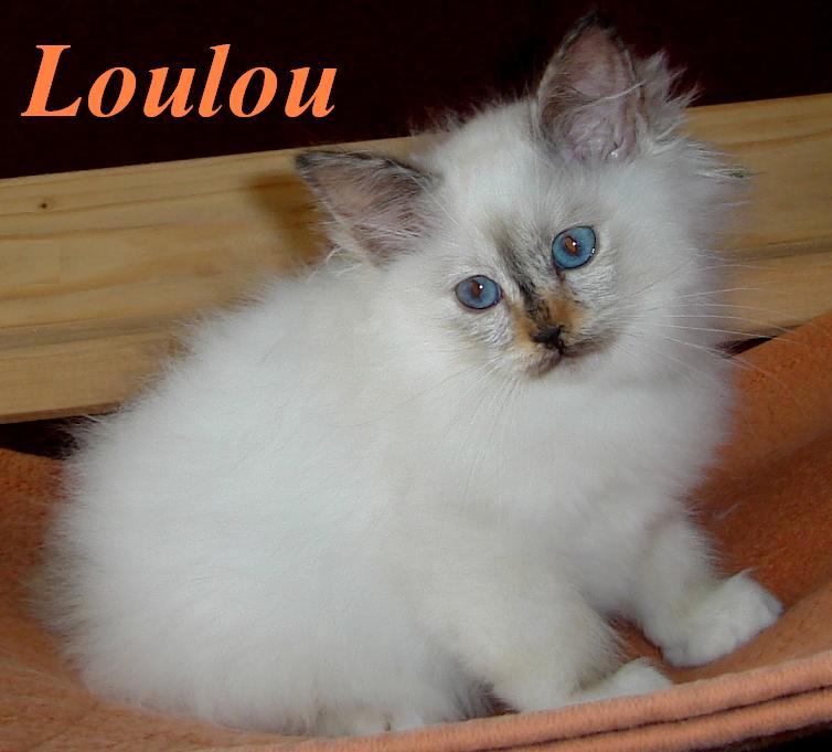 Loulou – Birman (Sacred Birman) kitten – Photo 2