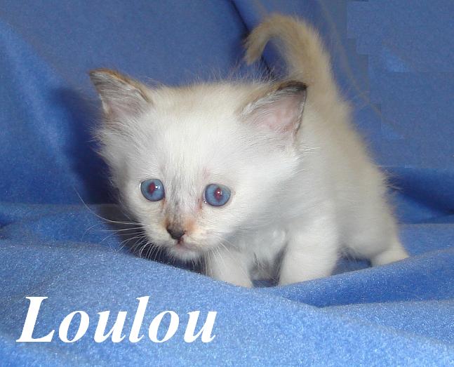 Loulou – Birman (Sacred Birman) kitten – Photo 4