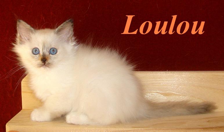 Loulou – Birman (Sacred Birman) kitten – Photo 3