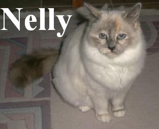 Nelly the cosy cat
