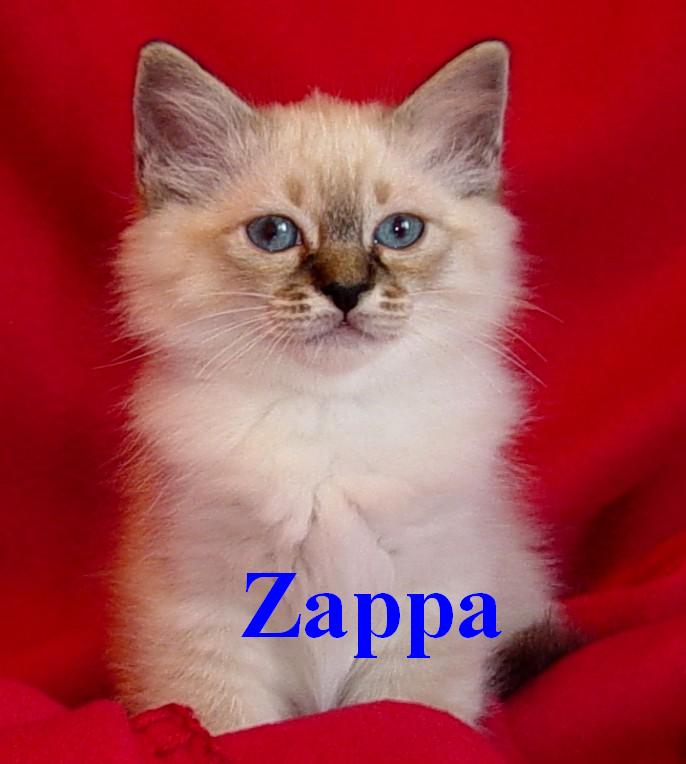 Zappa – Birma (Heilige Birma) Kitten – Foto 2