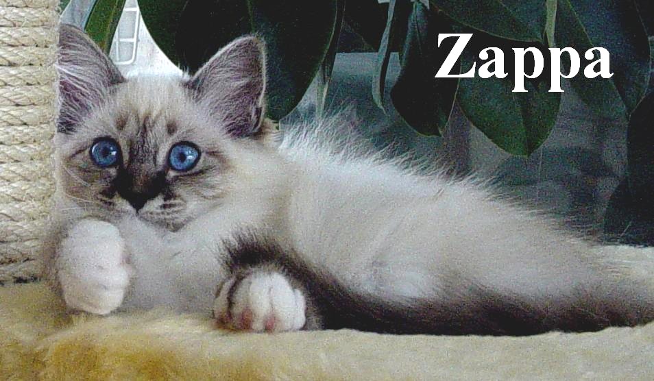 Zappa – Birma (Heilige Birma) Kitten