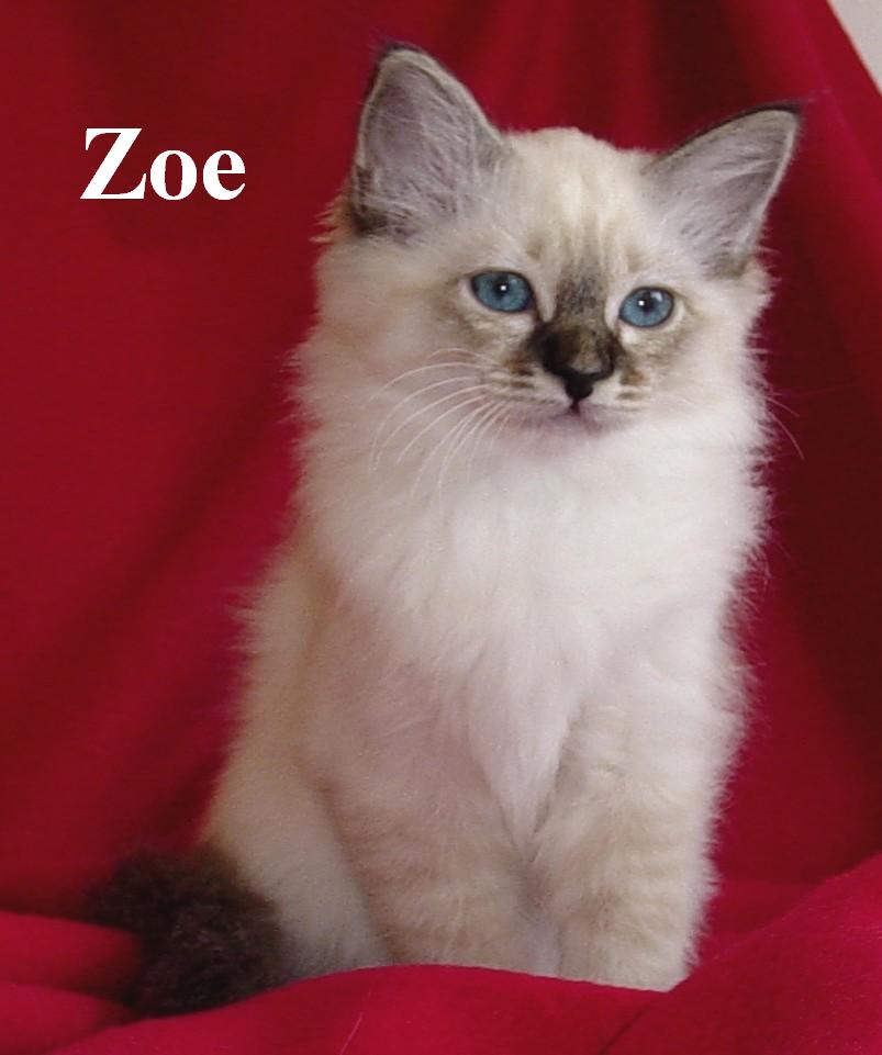 Zoe – Birma (Heilige Birma) Kitten – Foto 3
