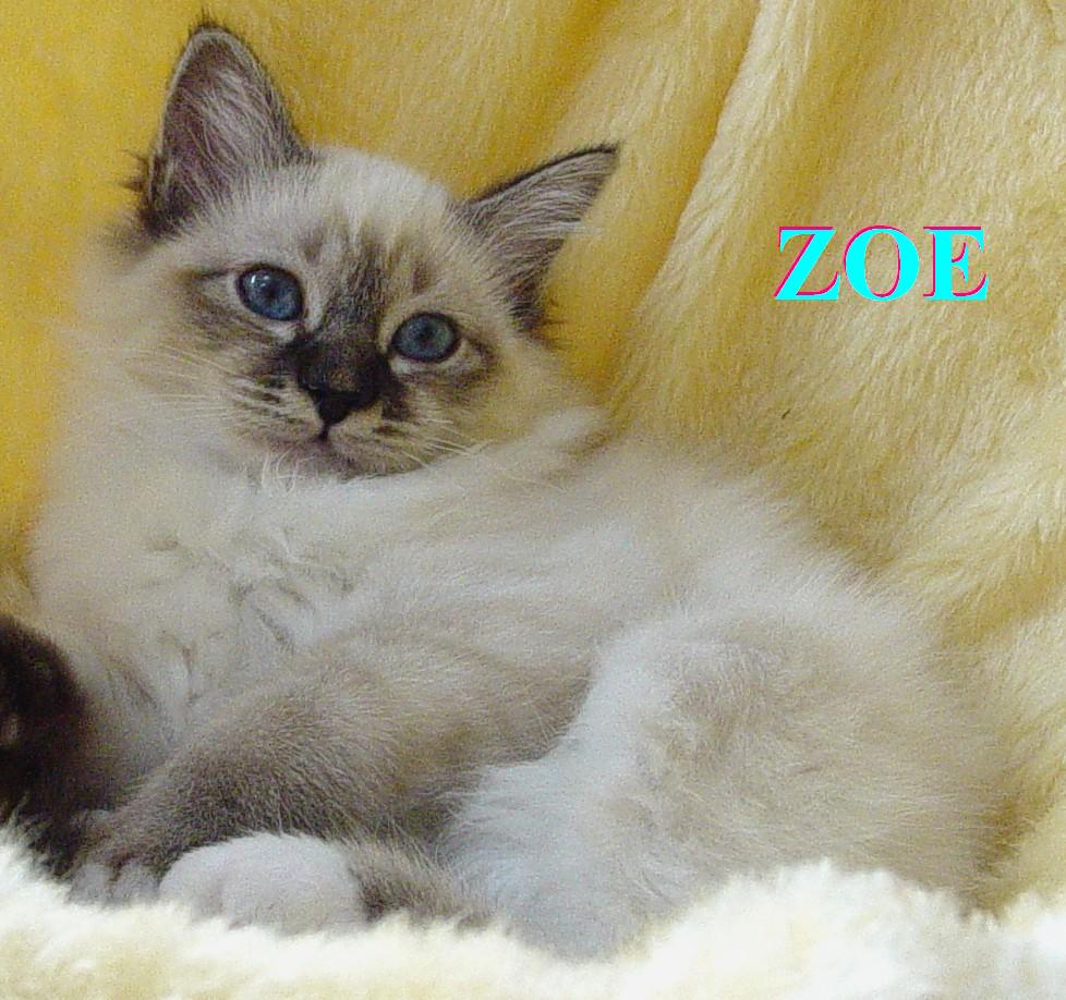 Zoe – Birma (Heilige Birma) Kitten – Foto 2