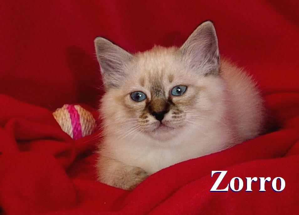 Zorro the cosy One – Birman (Sacred Cat of Burma) kitten – photo 3