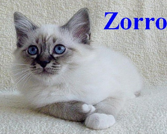 Zorro the cosy One – Birman (Sacred Cat of Burma) kitten – photo 2