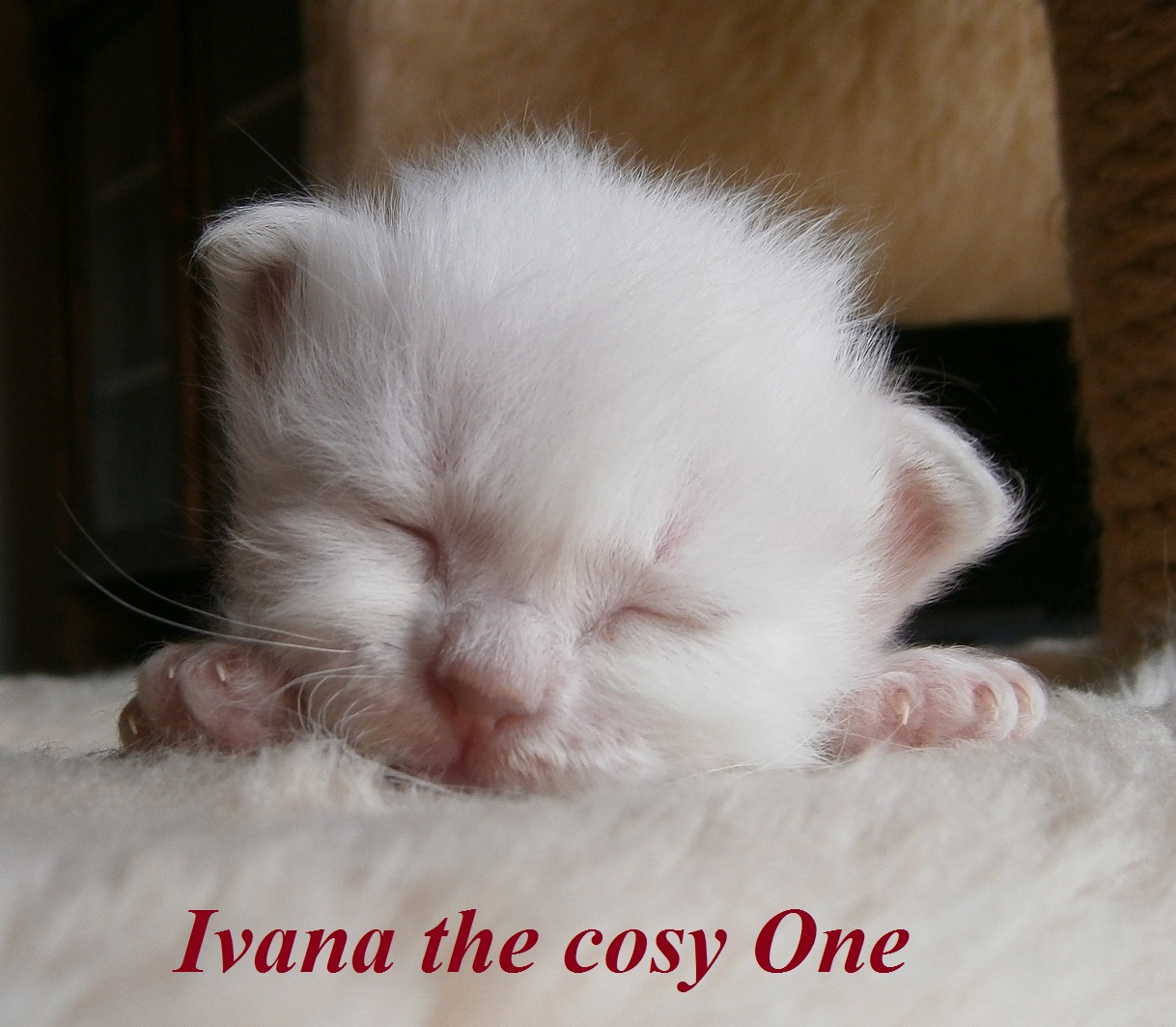 Ivana the cosy One – Sacred Birman, Lilac Tortie Point – Photo 5