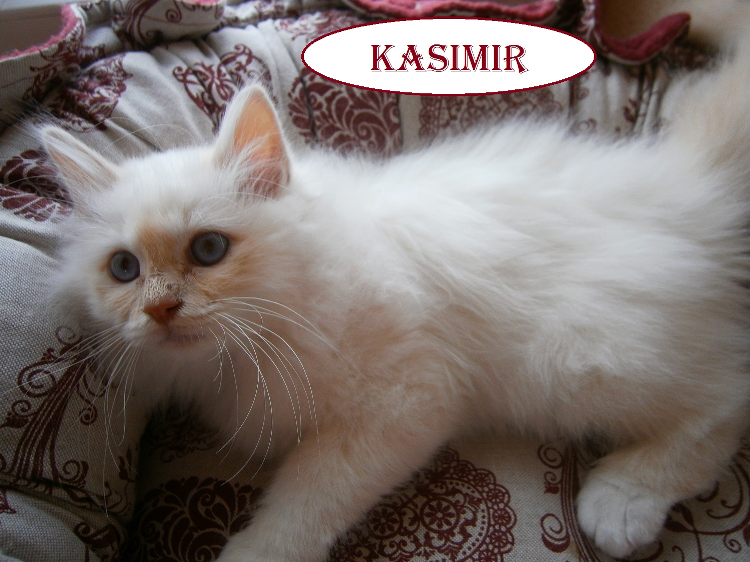 Kasimir