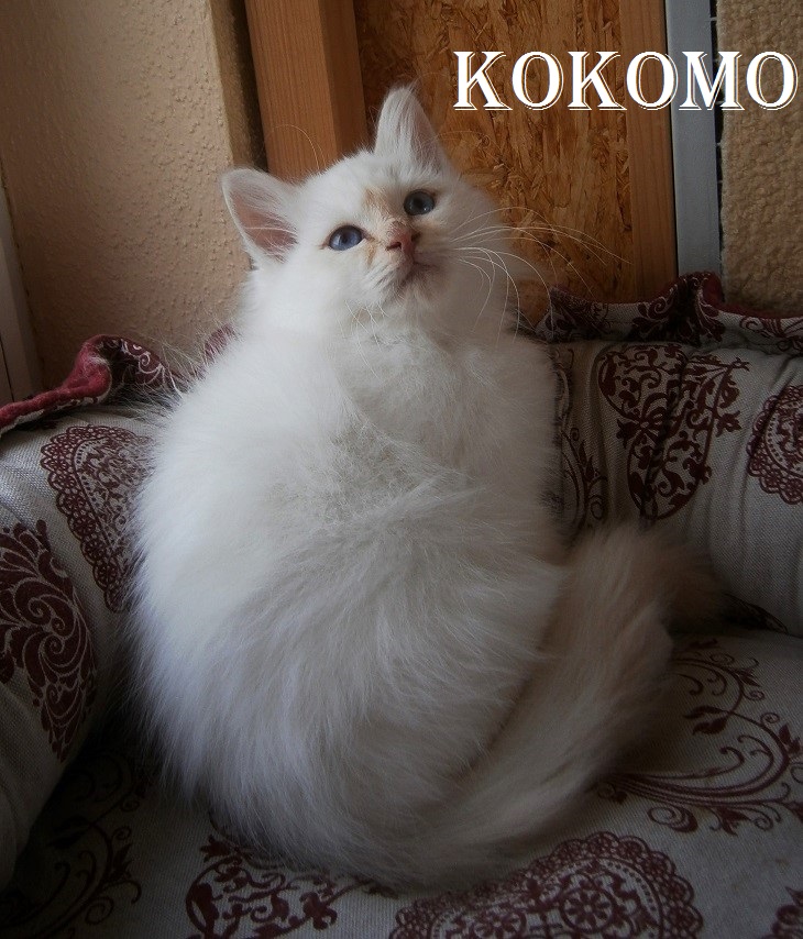 Kokomo the cosy One – Birman (Sacred Birman) Kitten, Cream Tabby Point – Photo 2