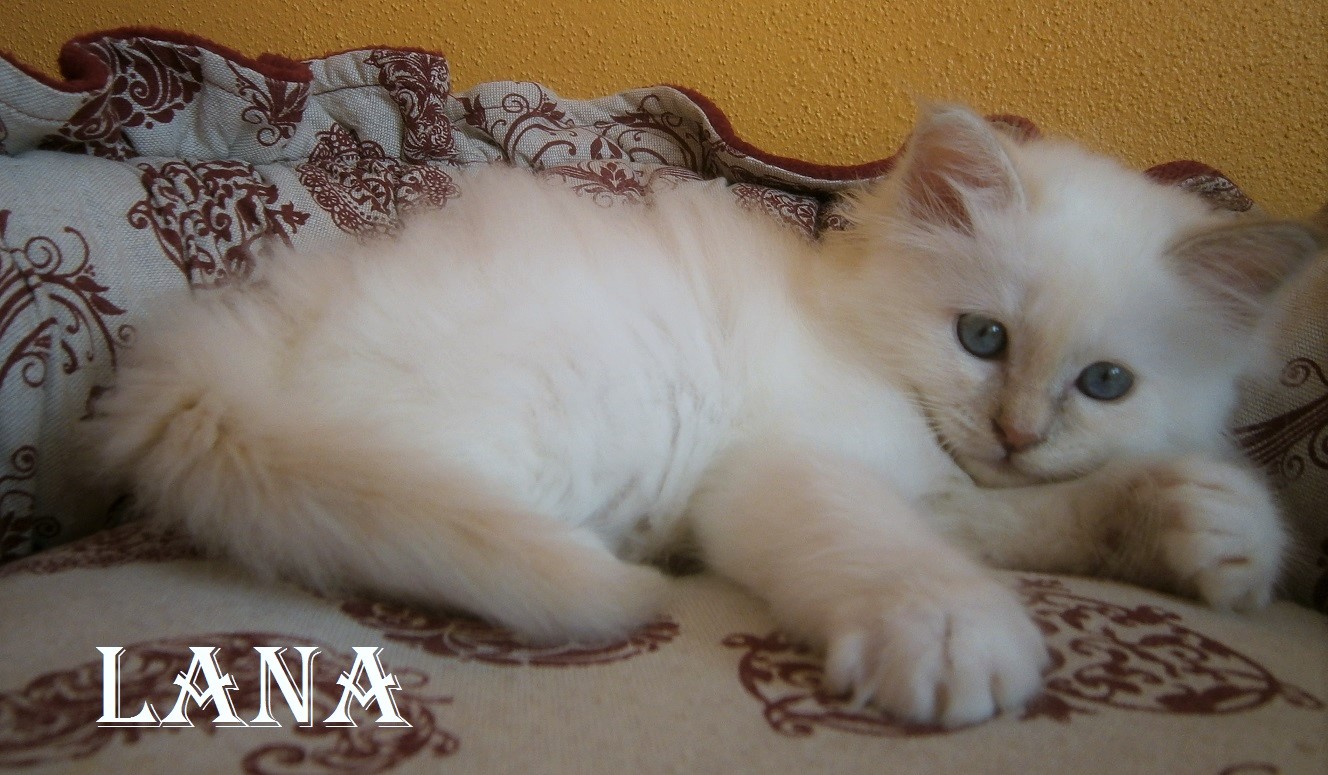 Lana the cosy One – Birman (Sacred Cat of Burma) Kitten, Lilac Tortie Point – Photo 3