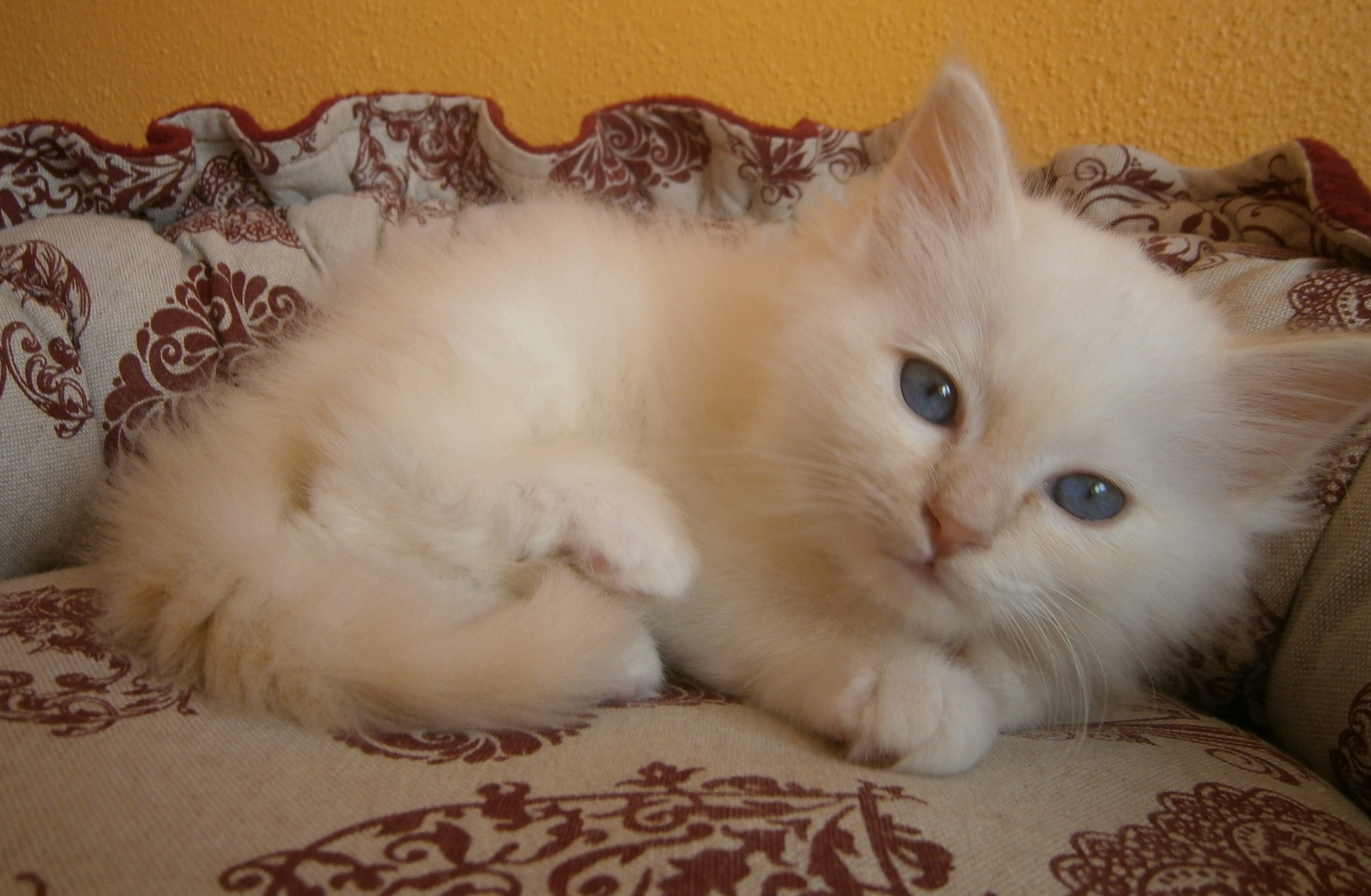 Laya – chaton Birman (Sacré de Birmanie), Cream Point – Photo 2