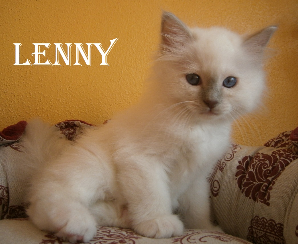 Lenny – Birma (Heilige Birma) Kitten, Lilac Point – Foto 2