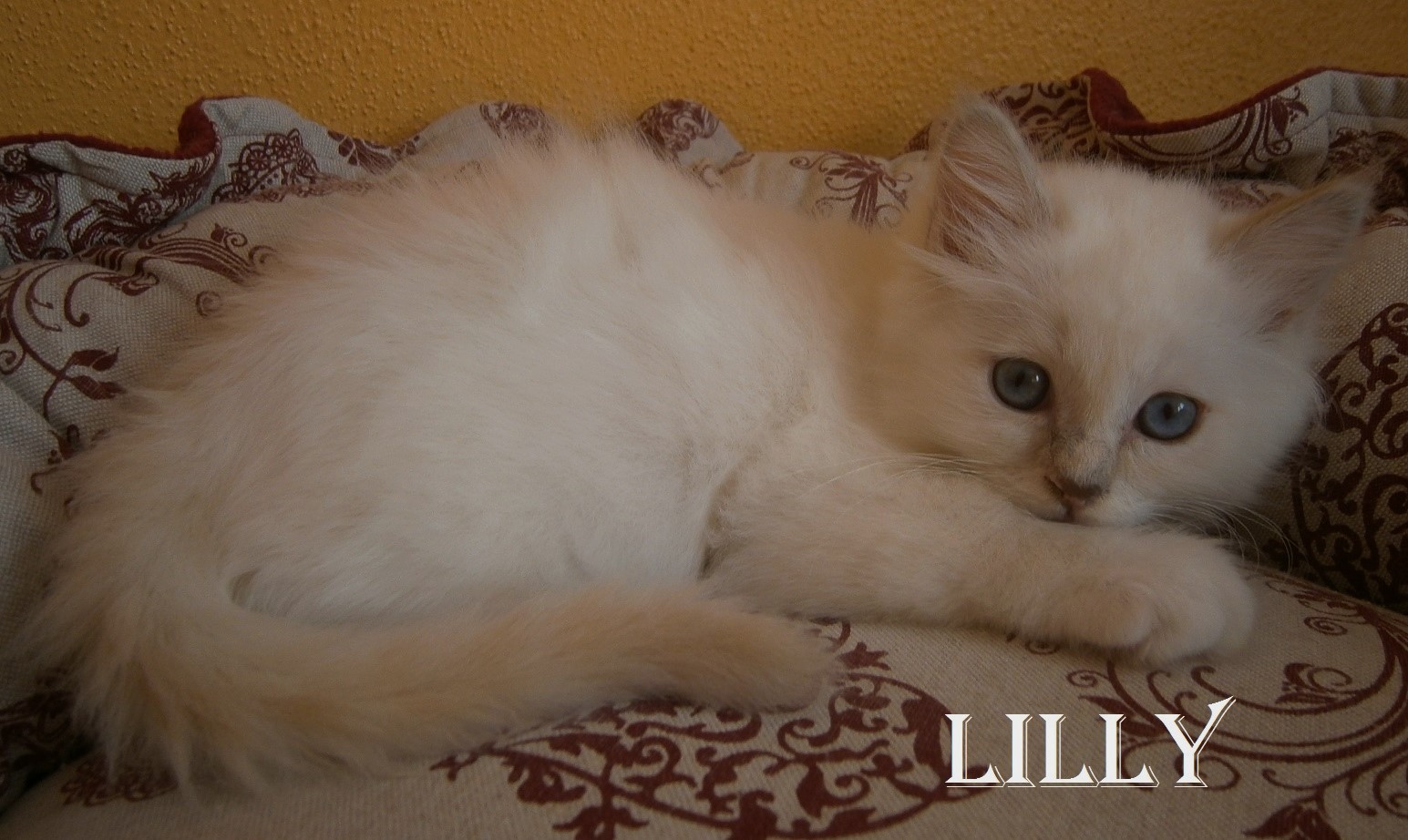Lilly – Birma (Heilige Birma) Kitten, Lilac Tortie Point – Foto 2