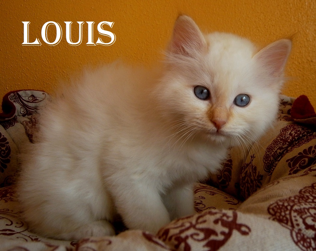 Louis – Birman (Sacred Birman) kitten, Red Point – Photo 3