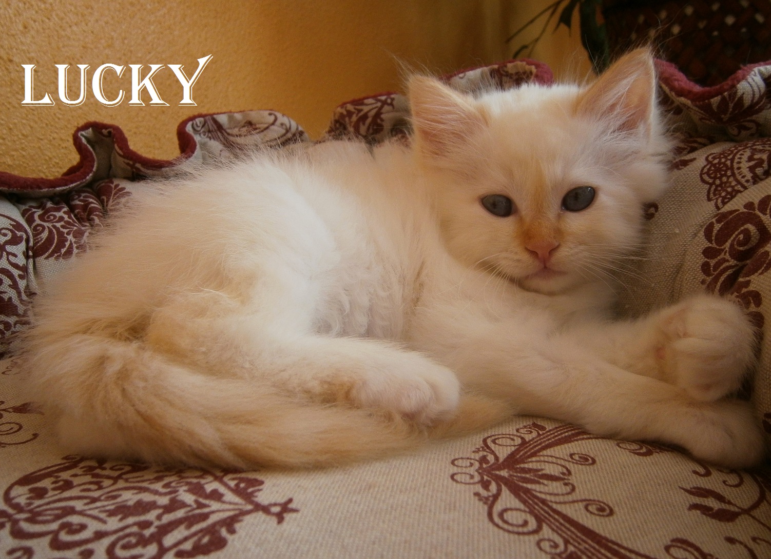 Lucky – Birman (Sacred Birman) kitten, Red Point – Photo 2