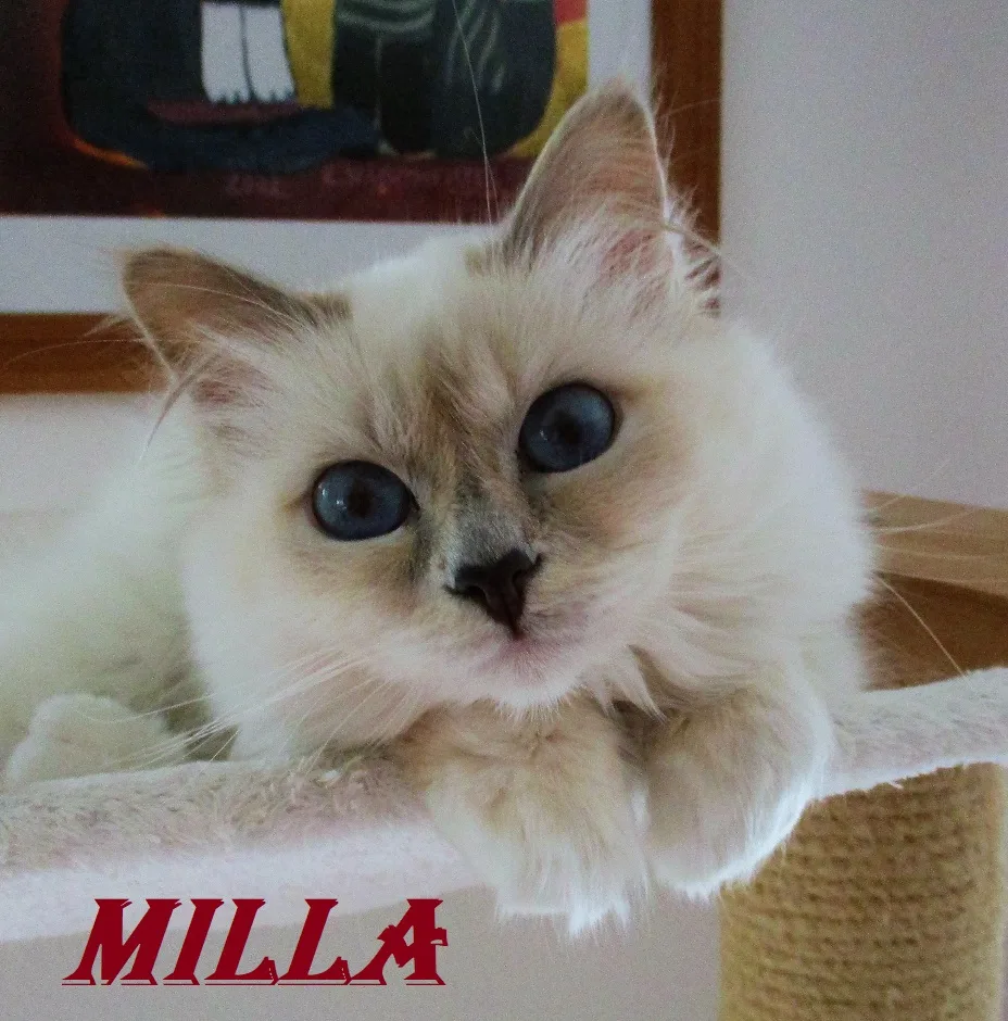 Milla the cosy Beauty