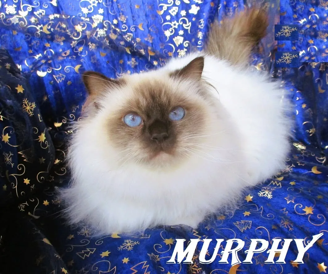 Murphy the cosy Beauty