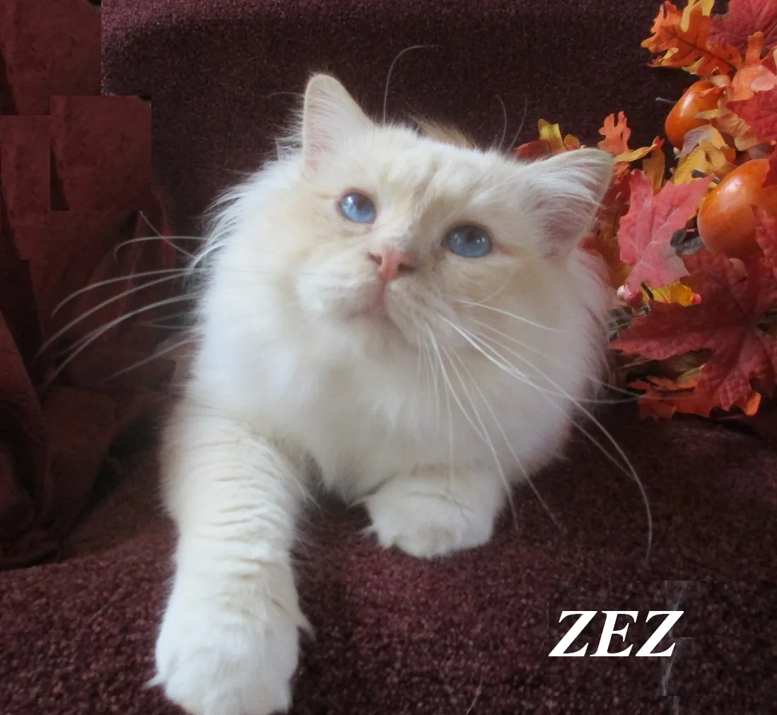 N* Prekelstolen´s ZEZ