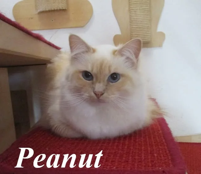 Peanut the cosy Beauty