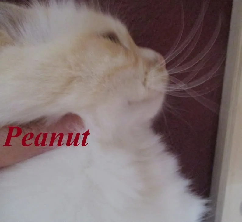 Peanut the cosy Beauty – Birma (Heilige Birma), Cream Point – Foto 2