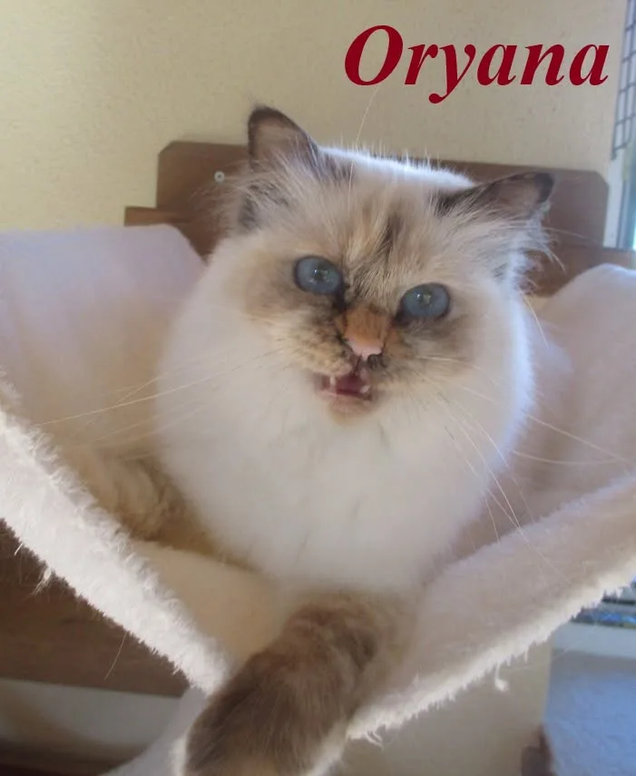 Qryana the cosy Beauty